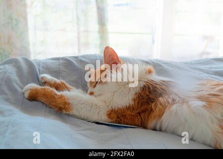 Cute ginger cat sleeping sweetly in brown cardboard box Stock Photo
