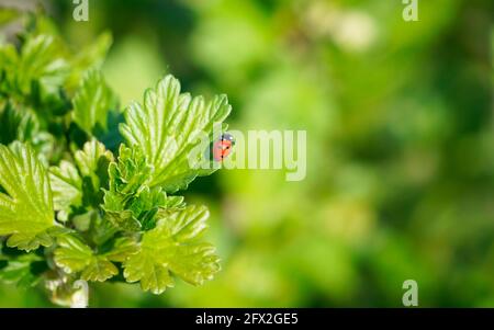 Small red ladybug on a green currant leaf. Green natural background. Close up of an insect. Red beetle with dots. Stock Photo