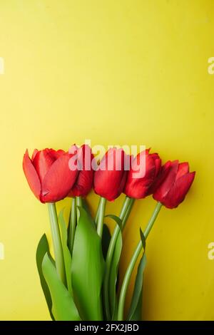 red color tulip flower against yellow background  Stock Photo