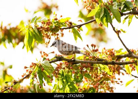 House sparrow sits on a branch in the cherry tree. Songbirds in Europe. Little sparrow in the tree. Stock Photo