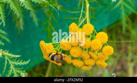 bumblebee on the yellow flower, Busy like a bee.. Stock Photo