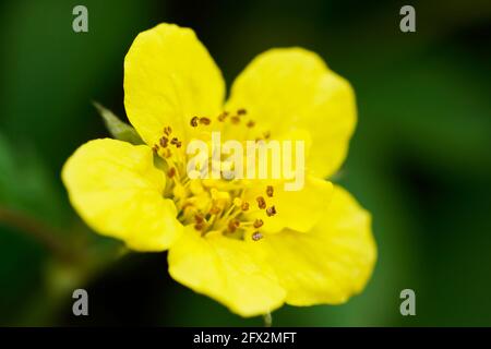 Waldsteinia ternata, golden strawberry close-up. Green perennial in the garden with yellow flowers. Hardy plants. Low-maintenance ground cover Stock Photo