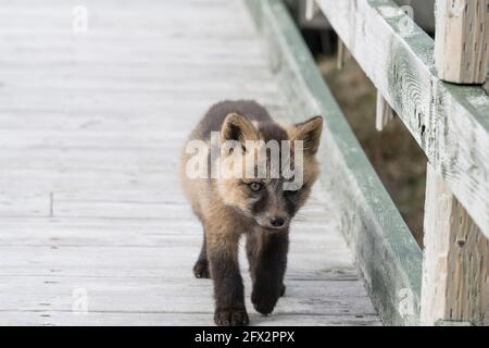 Young red fox pup taking a walk on the boardwalk at Cape St. Mary's, Newfoundland, Canada Stock Photo