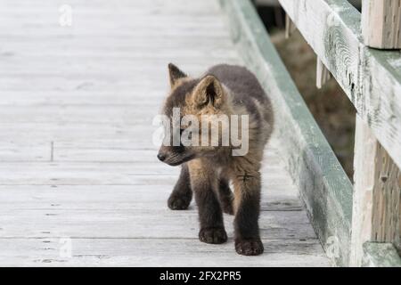 Young red fox pup taking a walk on the boardwalk at Cape St. Mary's, Newfoundland, Canada Stock Photo