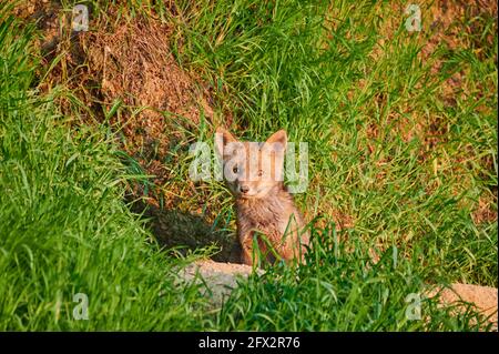 red fox (Vulpes vulpes), Fox puppy in front of den, Heinsberg, North Rhine-Westphalia, Germany
