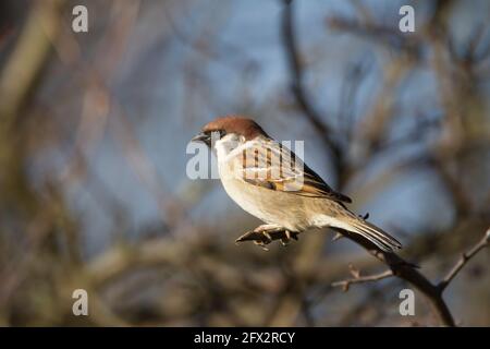 Eurasian Tree Sparrow  Passer montanus perching on a tree branch in profile with its distinctive rich chestnut crown Stock Photo