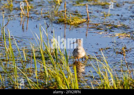 Sandpiper standing among the blade of grass in a wetland Stock Photo