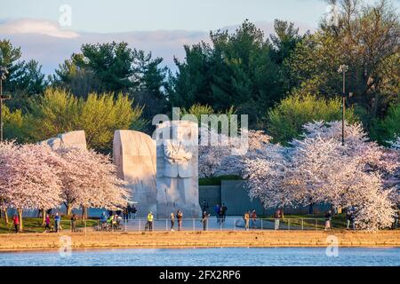 Cherry blossoms line the Tidal Basin near the Martin Luther King Jr Memorial in Washington, D.C. Stock Photo