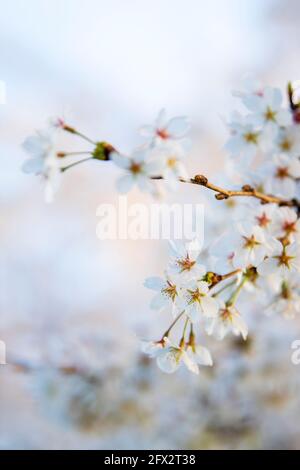 Close view of delicate sakura flowers of a cherry tree at the Tidal Basin on the National Mall in Washington, D.C Stock Photo