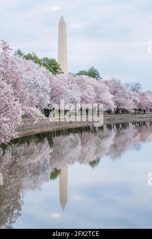 The obelisk of the Washington Monument is reflected in the Tidal Basin along with cherry trees in Washington, D.C. Stock Photo