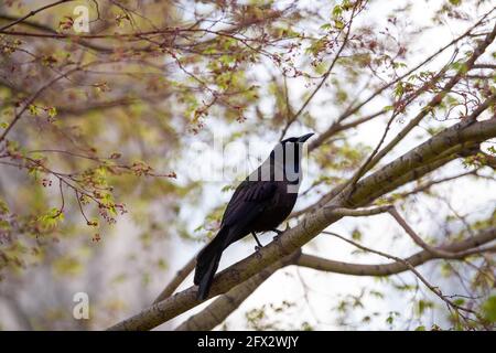 A common starling, Sturnus vulgaris, perched on the brach of a cherry tree. the nictitating membrane can be seen over the eye. Stock Photo