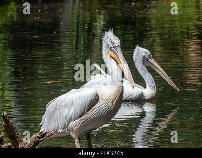 Dalmatian pelicans on a lake Stock Photo