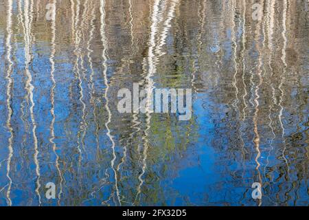 Tree reflections in Thomas Lake, Eagan, Minnesota. Mid-April. Stock Photo