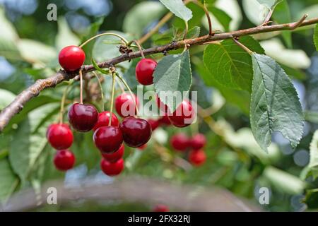 Ripe sour cherries on the tree Stock Photo