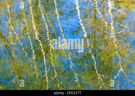 Tree reflections in Thomas Lake, Eagan, Minnesota. Mid-April. Stock Photo