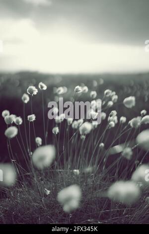 Romantic cotton grass in the moor, germany Stock Photo