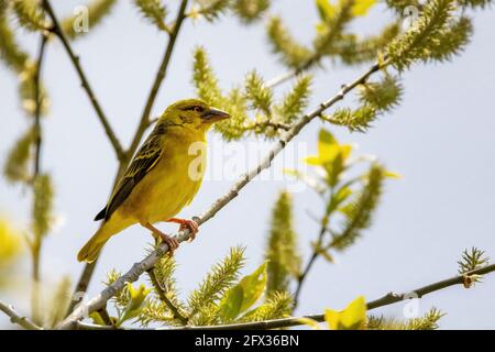 Female black-headed weaver bird, ploceus melanocephalus, perched in a tree, with summer blue sky background. Stock Photo