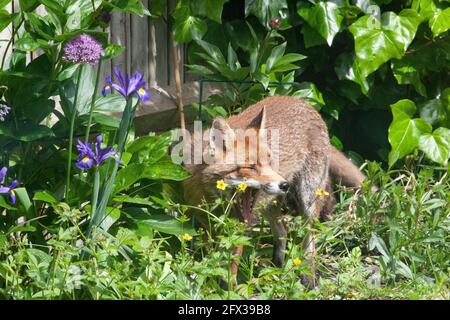 London, UK, 25 May 2021: a male fox yawning in a garden in Clapham, south London. One of his cubs has been badly injured and possibly lost one eye. The father is tending the cub as the mother has not been seen at all. Another cub has died. When dad tried to take a nap the cub climbed over him until the fox rolled on his back and pushed it off with all four legs. Anna Watson/Alamy Live News Stock Photo