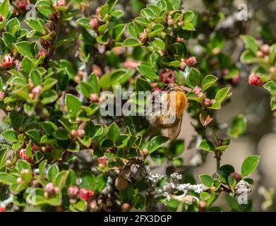 A buff-tailed bumblebee (bombus terrestris) feeding on a cotoneaster shrub as it comes into blossom. Stock Photo