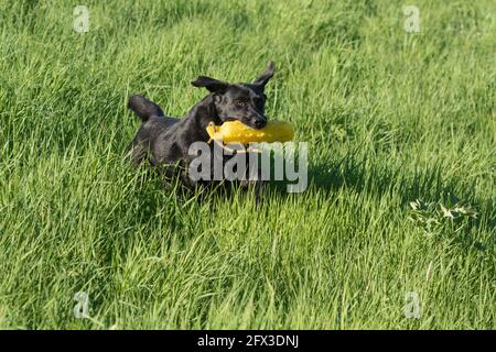 A black labrador retriever playing with a gundog dummy. Stock Photo