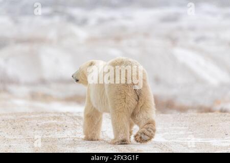 Back end view of a large male polar bear seen in northern Canada during winter time with snow covered landscape. Stock Photo