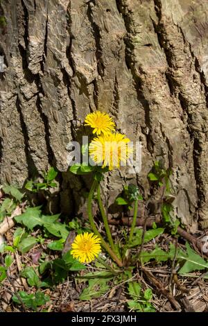 A group of yellow dandelions growing in a deep forest in the forest Stock Photo