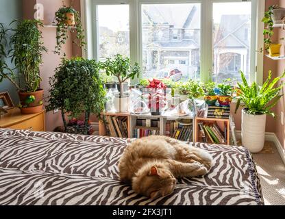 Fragment of a room with a sleeping cat on a bed and a large window with home flowers standing on the windowsill Stock Photo