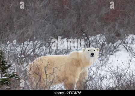 One solitary male polar bear walking across frozen, snowy forest, woods landscape in arctic northern Canada during it's migration to the frozen ocean. Stock Photo