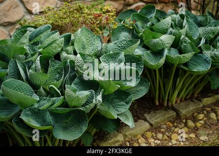 Big Daddy hosta garden Stock Photo