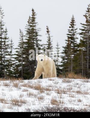 One solitary male polar bear walking across frozen, snowy forest, woods landscape in arctic northern Canada during it's migration to the frozen ocean. Stock Photo