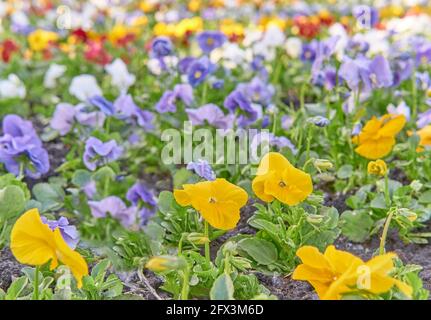 Flowerbed with multi-colored violets as a background. Selective focus. Stock Photo