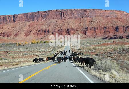 Cattle round up, Utah Stock Photo