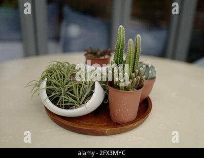 Small Cute Cactuses Stock Photo