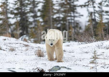 One solitary male polar bear walking across frozen, snowy forest, woods landscape in arctic northern Canada during it's migration to the frozen ocean. Stock Photo