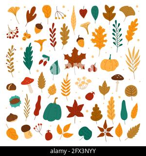 Autumn elements. Leaves, acorns, chestnuts, berries, pumpkins, mushrooms. Fall forest foliage and autumnal elements hand drawn vector set. Colorful dried fallen plants, organic herbarium Stock Vector