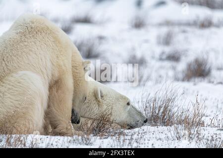 Two polar bears with one laying its head down on the snowy ground landscape in fall autumn. Bear family in northern Canada in arctic ocean area. Stock Photo