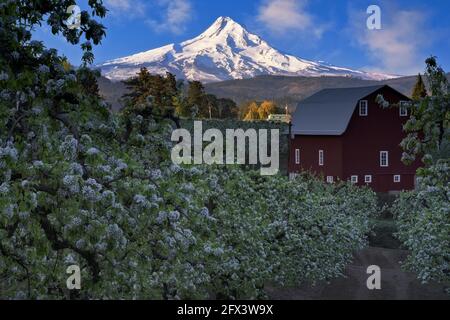 Early morning glow on Oregon’s tallest peak, Mt Hood and the spring bloom of pear orchards in Hood River Valley. Stock Photo