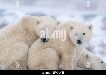Three bears in adorable, cute moment, pose Mom and two cubs sleeping on tundra landscape in Churchill, Manitoba during a snow storm, blizzard.
