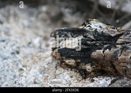 close-up charred log in the ash after a forest fire Stock Photo
