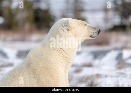 Side profile of zen, relaxed looking polar bear in wild, outdoor environment during migration in fall, autumn. Blurred snowy background. Stock Photo
