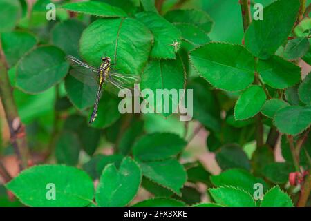 Large black and yellow dragonfly sitting on a green leaf. Stock Photo
