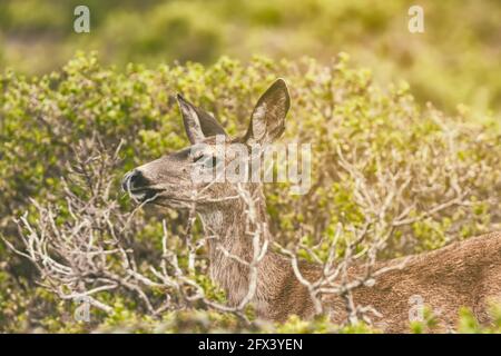 A  female mule deer camouflage behind tree branches at Point Reyes National Seashore, California, USA. Stock Photo