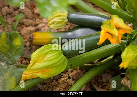 Image of a zucchini plant full of immature fruits that still have the flowers and leaves of the plant Stock Photo
