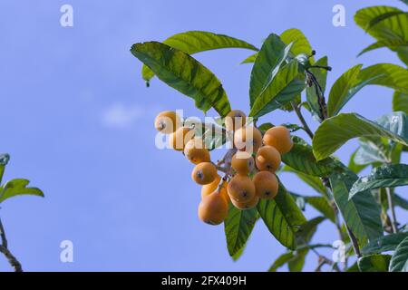 Medlars on a tree branch that are ripe with blue sky in the background and copy space Stock Photo