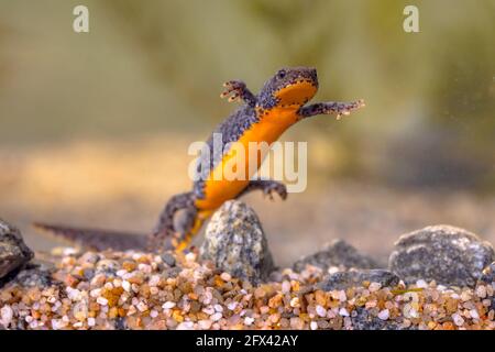 Alpine newt (Ichthyosaura alpestris) colorful female aquatic amphibian swimming in freshwater habitat of pond. Underwater wildlife scene of animal in Stock Photo