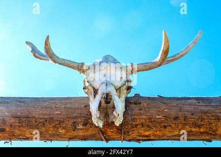 Antler or horn on wooden background. Hunting trophy. Stock Photo