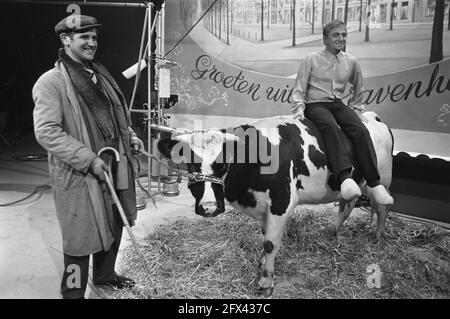 The cow Leen Jongewaard has to sit on, December 23, 1969, TV shows, cows, The Netherlands, 20th century press agency photo, news to remember, documentary, historic photography 1945-1990, visual stories, human history of the Twentieth Century, capturing moments in time Stock Photo