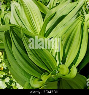 Veratrum lobelianum is a species of flowering plant belonging to the family Melanthiaceae. Its native range is Central Europe to Caucasus and Russian Stock Photo