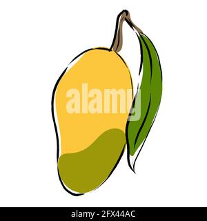 Mango hand drawn illustration. Juicy exotic fruit. Isolated on white background. Stock Vector