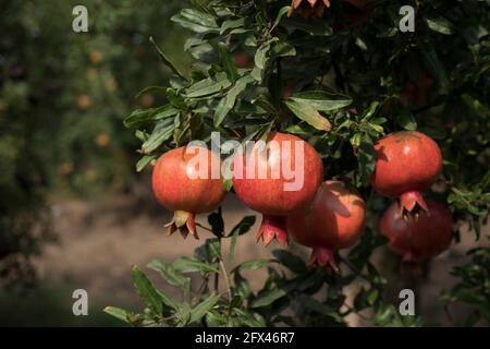 Pomegranate tree plantation on picking season Stock Photo